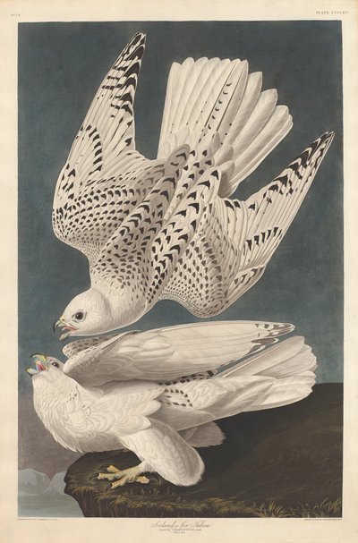 Iceland or Jer Falcon by John James Audubon